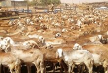 مليشيا الدعم السريع تنهب صادر الهدي