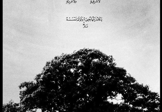 أسرار مذهلة لشجرة الزيتون المباركة 1 IMG 20250109 WA0209