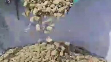 إنتاج وفير من الفول المصري يكفي حاجة السودان 5 IMG 20250408 WA0427