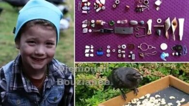 الغربان أدهشت العلماء بهذا الفعل!! 9 IMG 20250731 WA0137