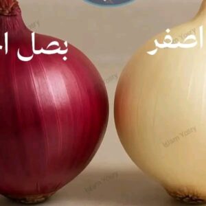 معلومة جديدة.. الفرق بين البصل الأحمر والأبيض 3 IMG 20250829 WA0034