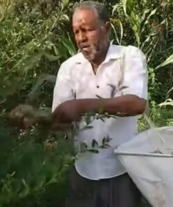 قد لا تصدق.. الشاي الكيني يزرع في السودان !!