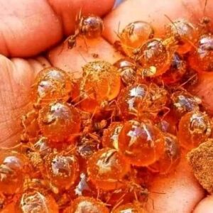 صدق أو لا تصدق .."نملة تتحول إلى خزان حي تحت الرمال!” 3 صدق أو لا تصدق .."نملة تتحول إلى خزان حي تحت الرمال!”