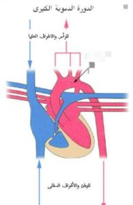 معلومة قد لا تدركها.. أعراض إرتفاع وإنخفاض ضغط الدم 2 معلومة قد لا تدركها.. أعراض إرتفاع وإنخفاض ضغط الدم