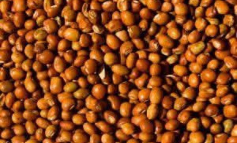 معلومة جديدة.."البليلة العدسية" فوائد مذهلة !! 1 IMG 20260225 WA0140