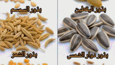 معلومة جديدة.. هذه البذور تغنيك عن زيارة الطبيب! 8 IMG 20260421 WA0383