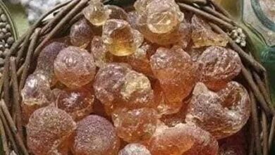 70% من الصمغ بالعالم من السودان.. هل تتسب الحرب عرقلة صناعة المشروبات الغازية؟ 10 FB IMG 1787999298865